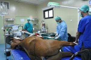 כוח סוס- בית חולים וטרינרי לסוסים