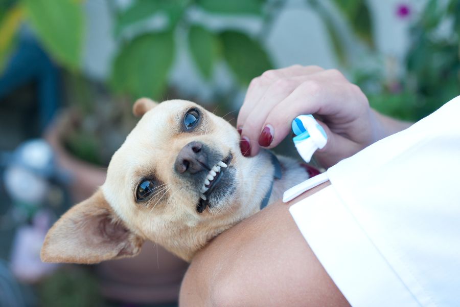 צחצוח שיניים לכלבים וחתולים – לפה בריא לאורך שנים
