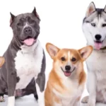 אוכל לכלבים מומלץ