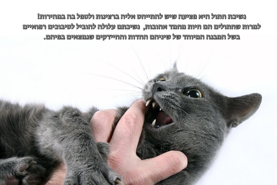 נשיכת חתול