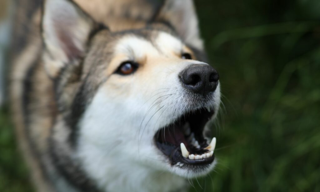 כלב נובח בלילה