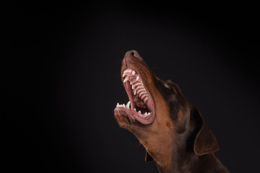 כלב נובח בלילה