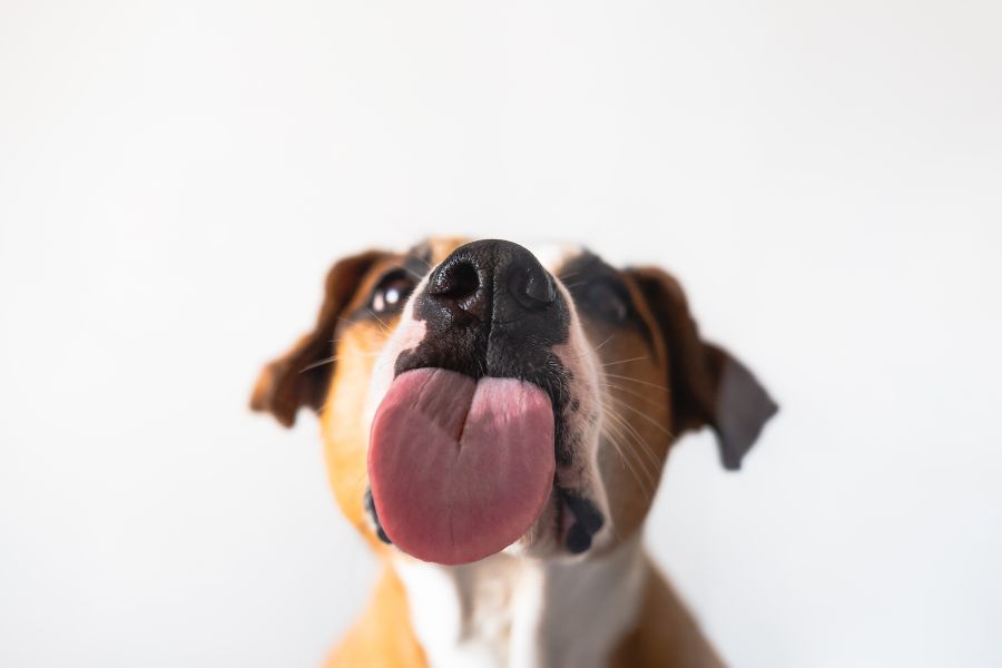 כלב עם לשון כחולה