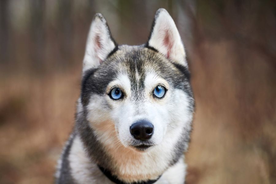 כלב עם עיניים כחולות