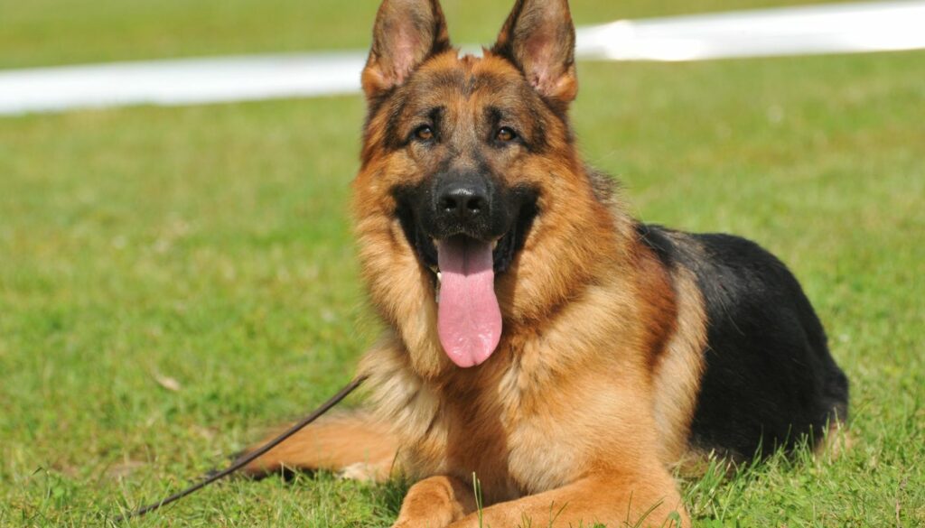 עשרה דברים שצריך לדעת לגבי טיפול בכלבים