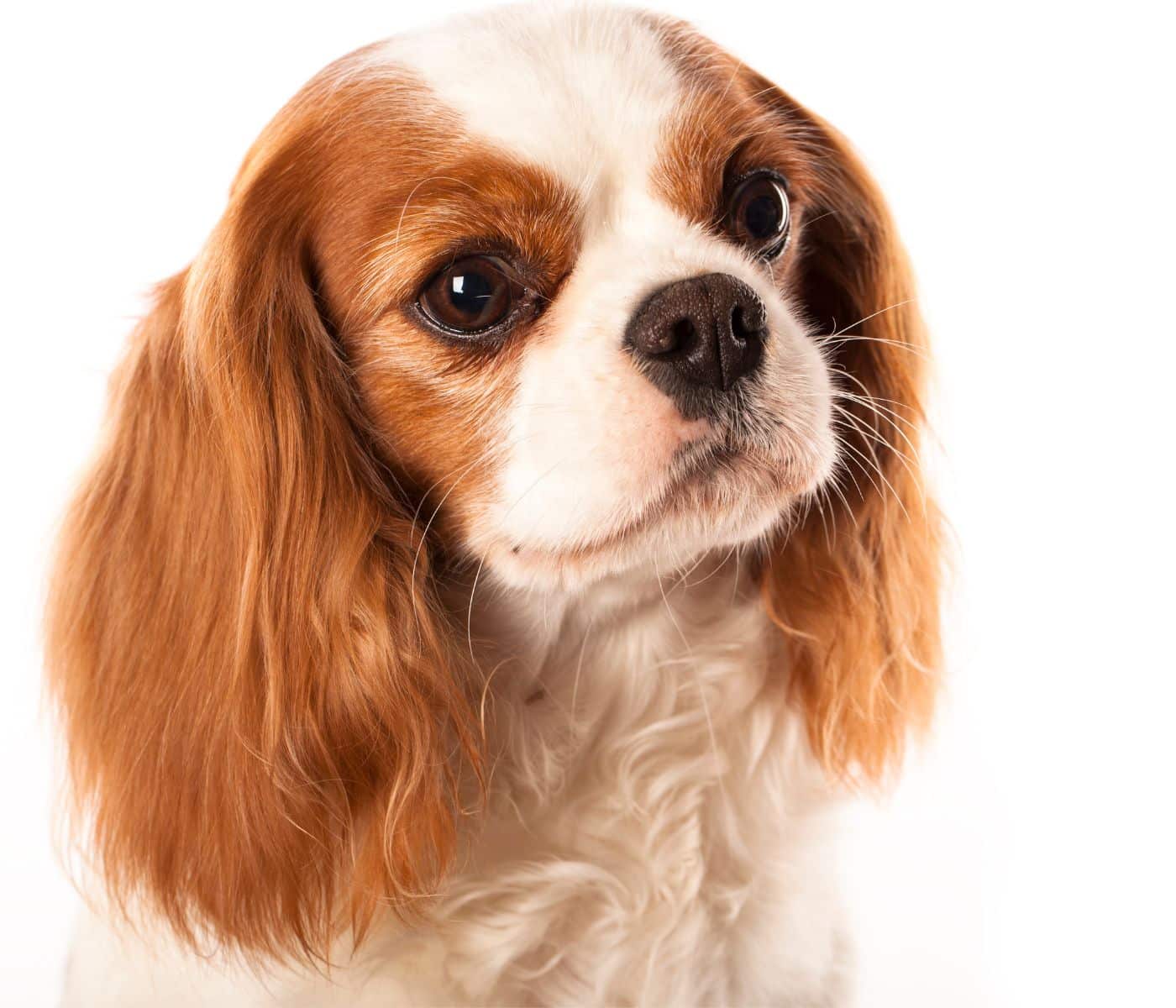 קינג צ'ארלס