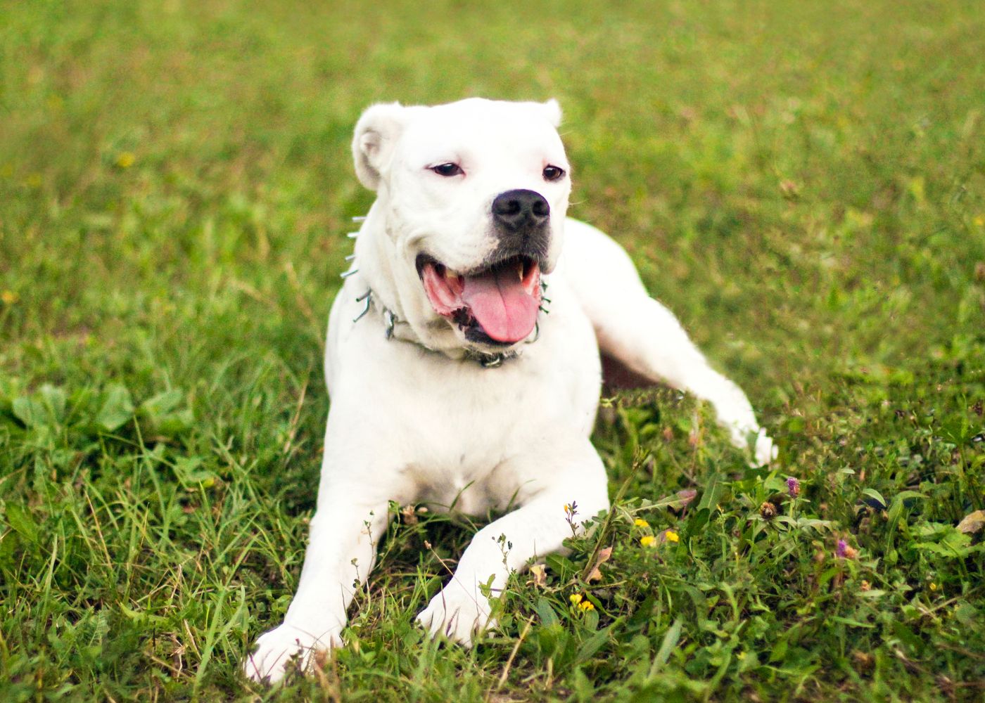 כלב דוגו ארגנטינו