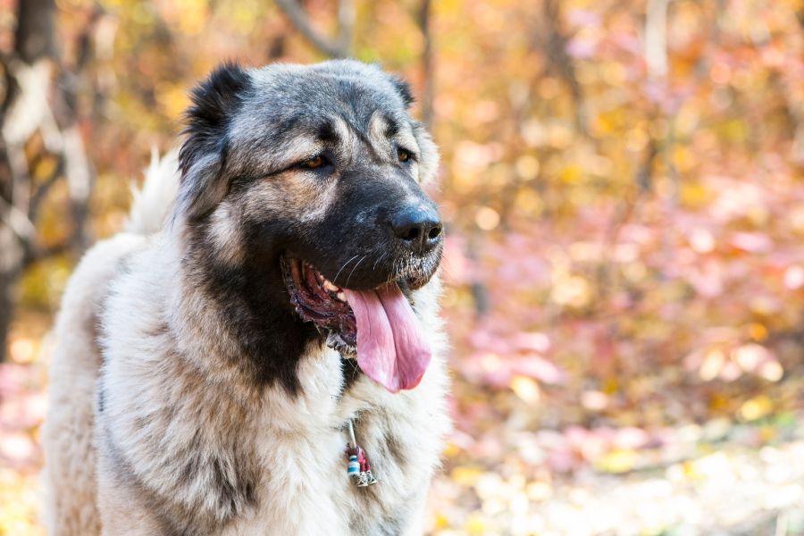 כלב רועה קווקזי