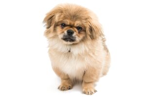 כלב פקינז על רקע לבן.