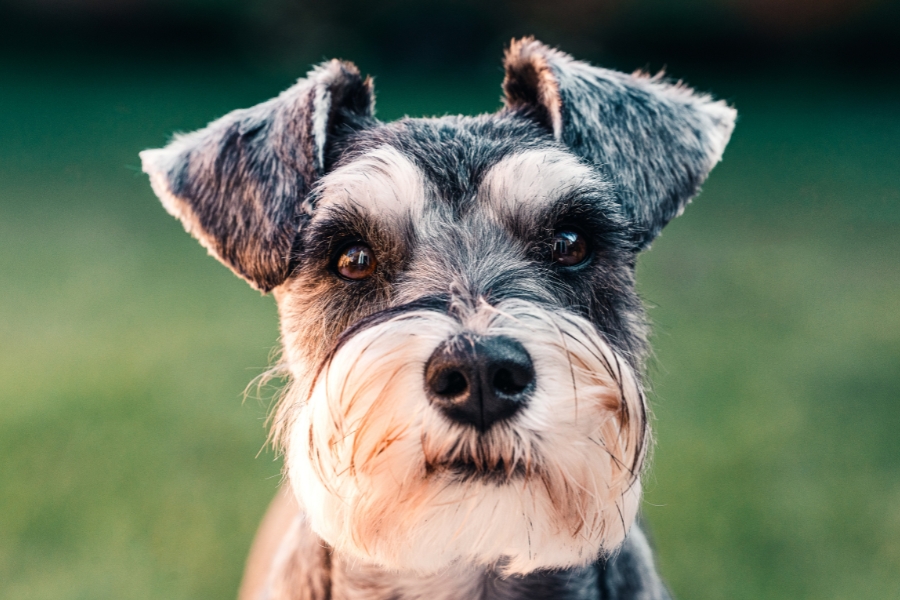 כלב שנאוצר בטבע.