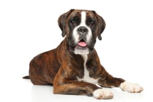 כלב בוקסר על רקע לבן.