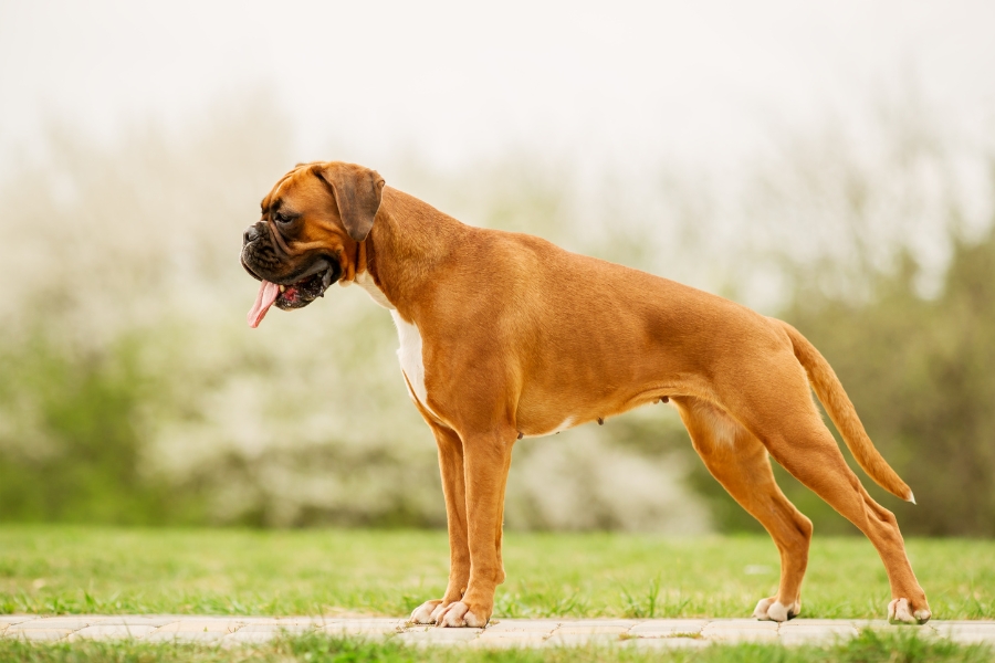 כלבה מסוג בוקסר.