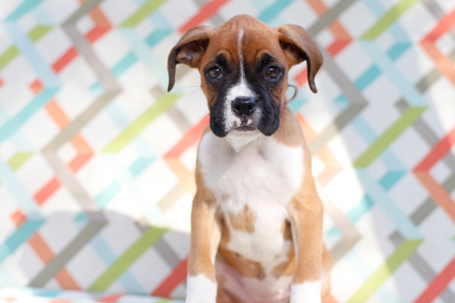 גור מסוג בוקסר.