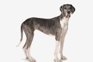 כלב דני גדול